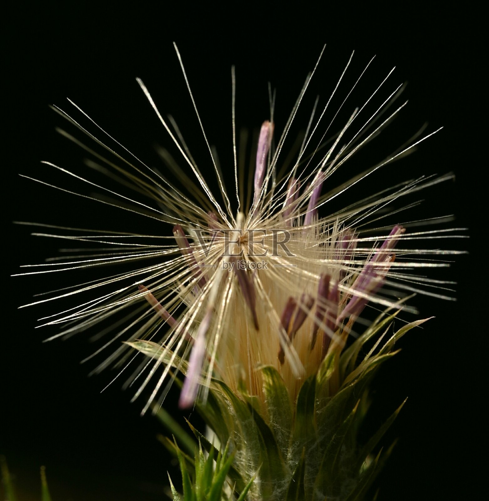 地中海花的种子照片摄影图片