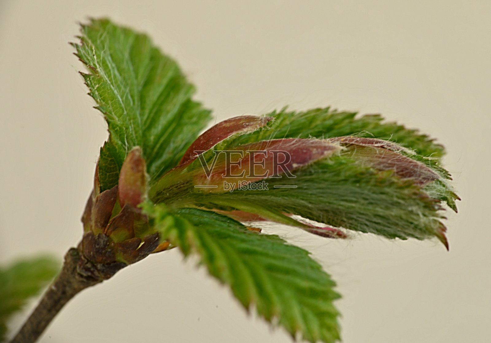 森林树木的春芽照片摄影图片