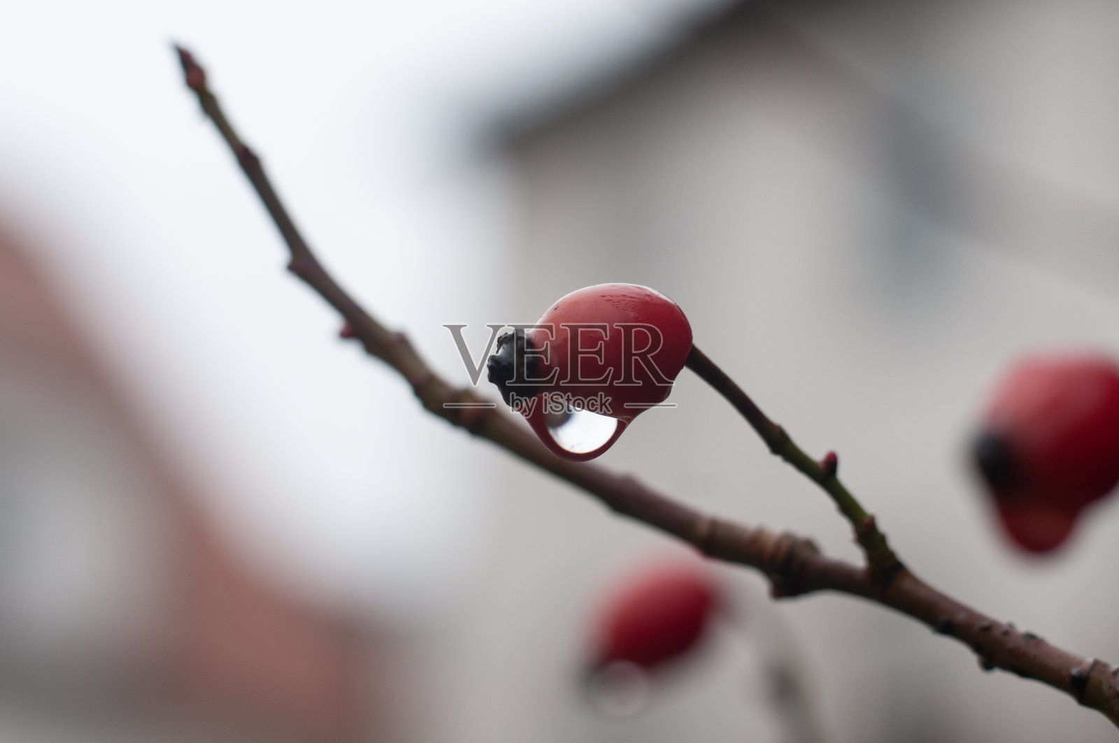 挂着雨滴的玫瑰果照片摄影图片