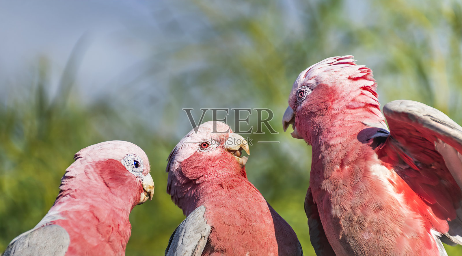 加拉(Eolophus roseicapilla)，也被称为加拉或粉红色和灰色，是最常见和广泛分布的凤头鹦鹉之一。照片摄影图片
