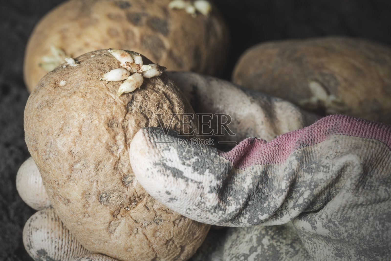 发芽黄褐色马铃薯照片摄影图片