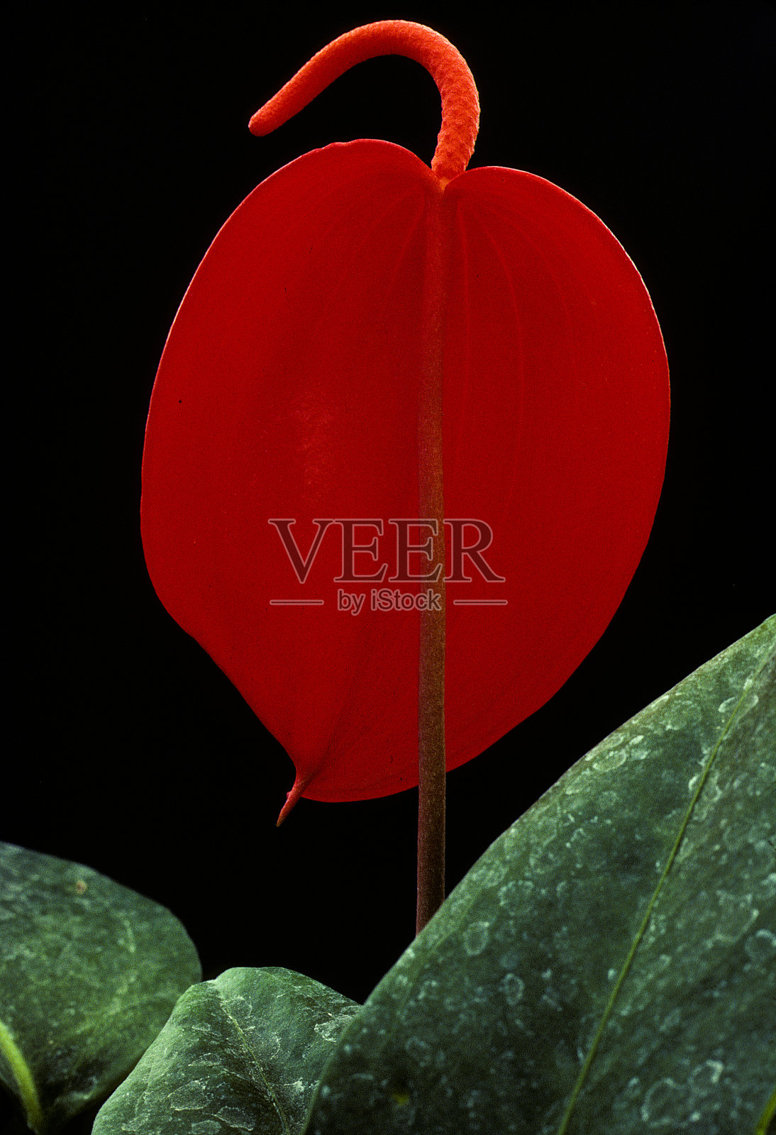 火烈鸟莉莉照片摄影图片