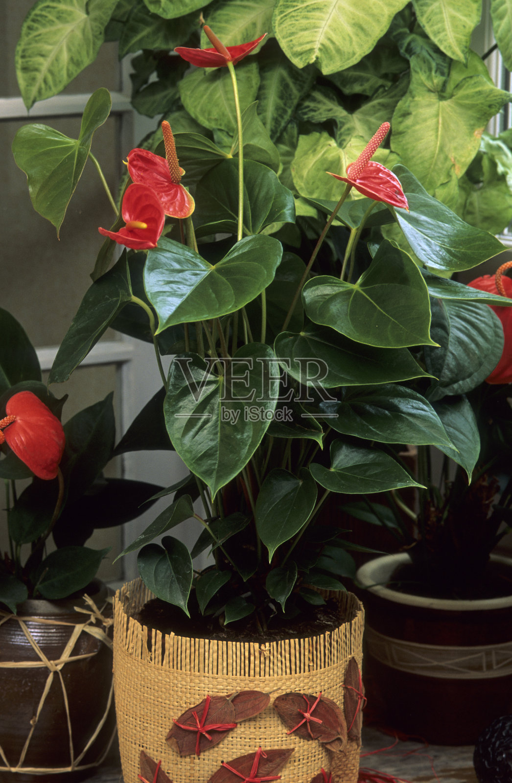 火烈鸟莉莉照片摄影图片