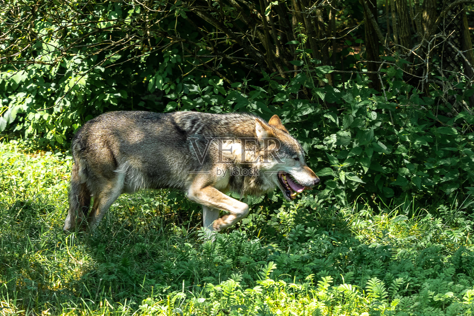 德国公园里的欧洲灰太狼照片摄影图片