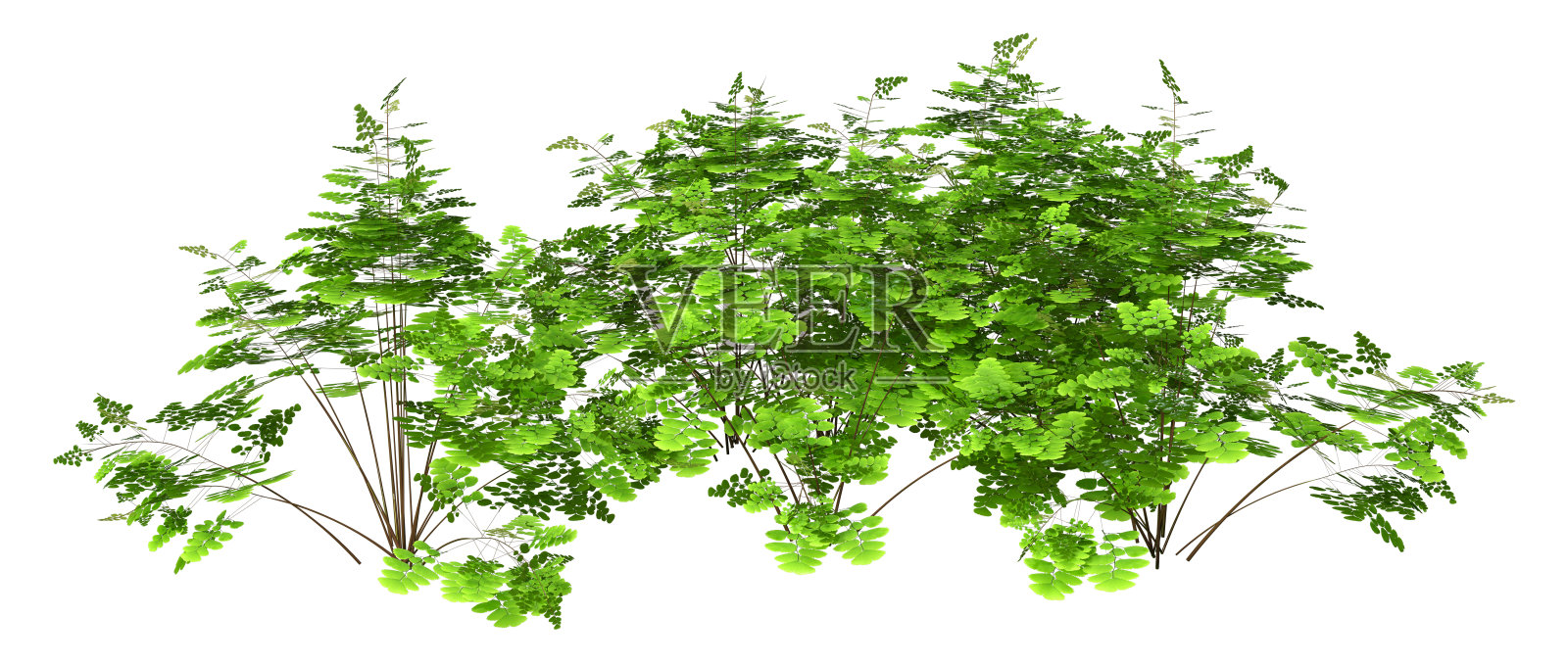 3D插图蕨类植物上白色照片摄影图片