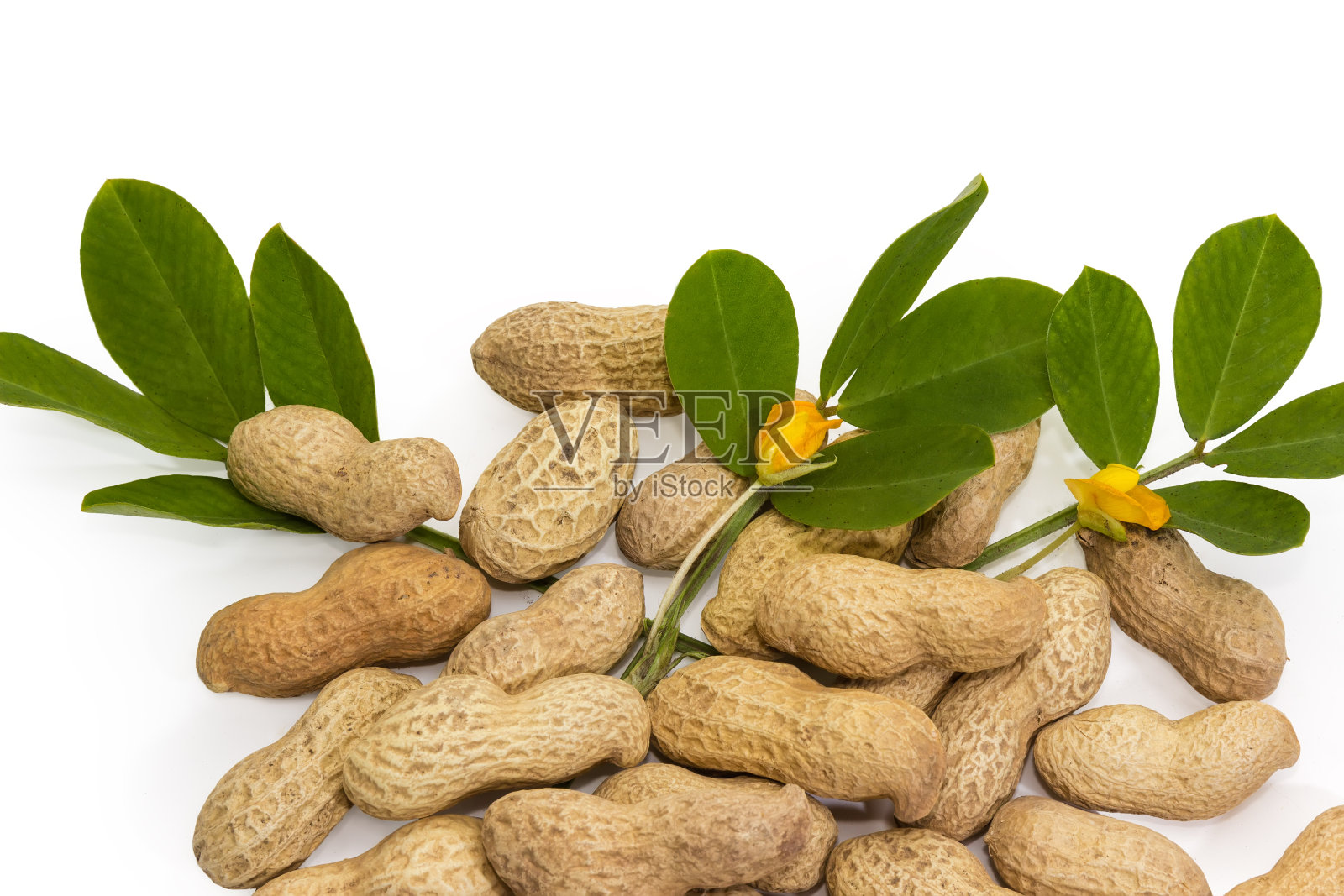白色背景上有叶和花的花生照片摄影图片