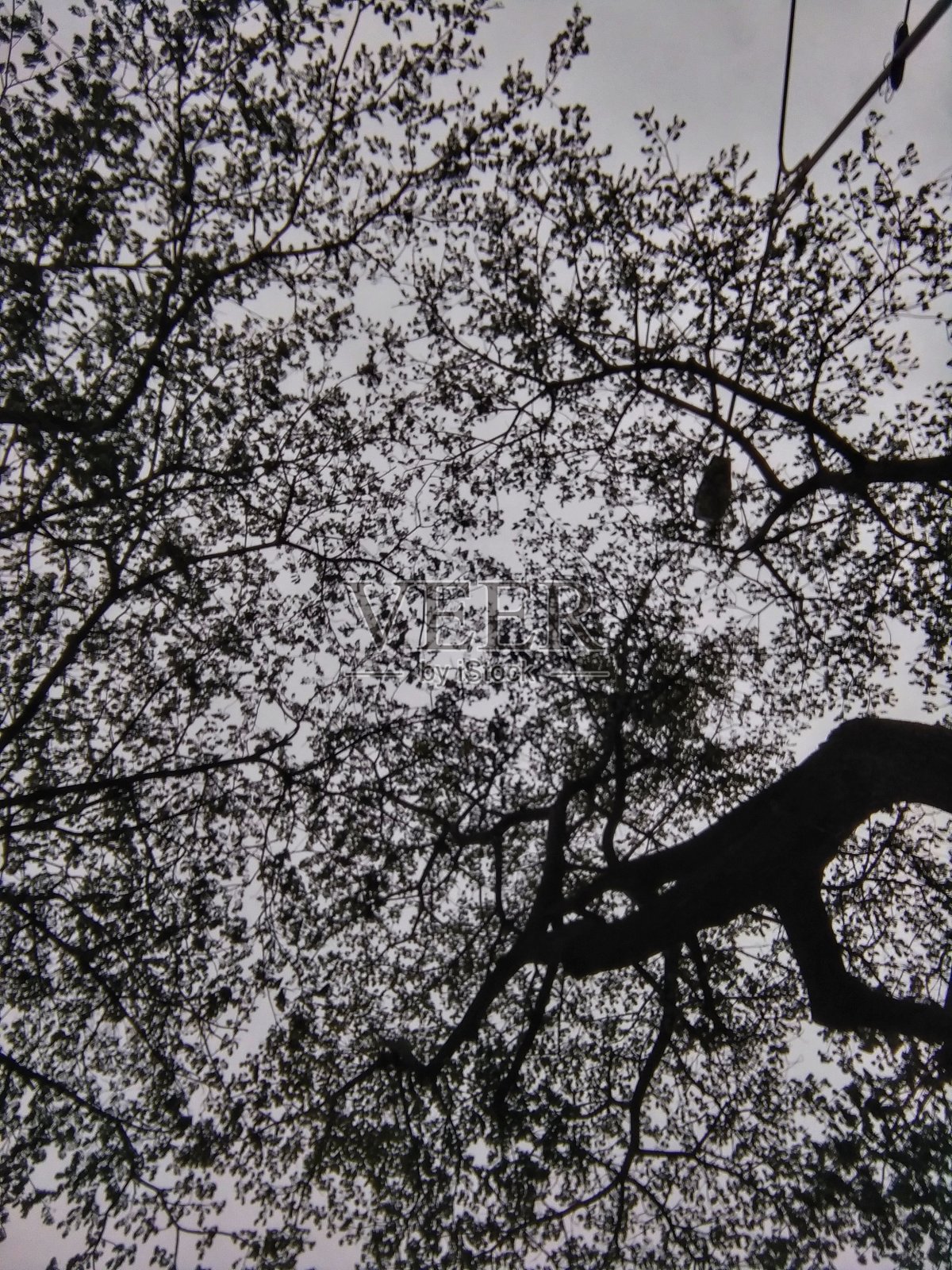 在黑色和白色的树的观点照片摄影图片