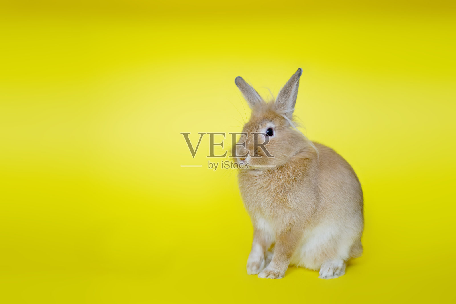 可爱的兔子从侧面看在一个黄色的背景。V2照片摄影图片