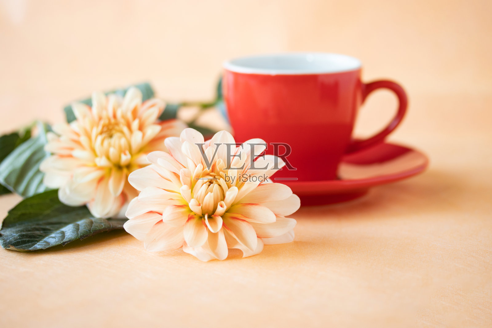 大丽和咖啡照片摄影图片