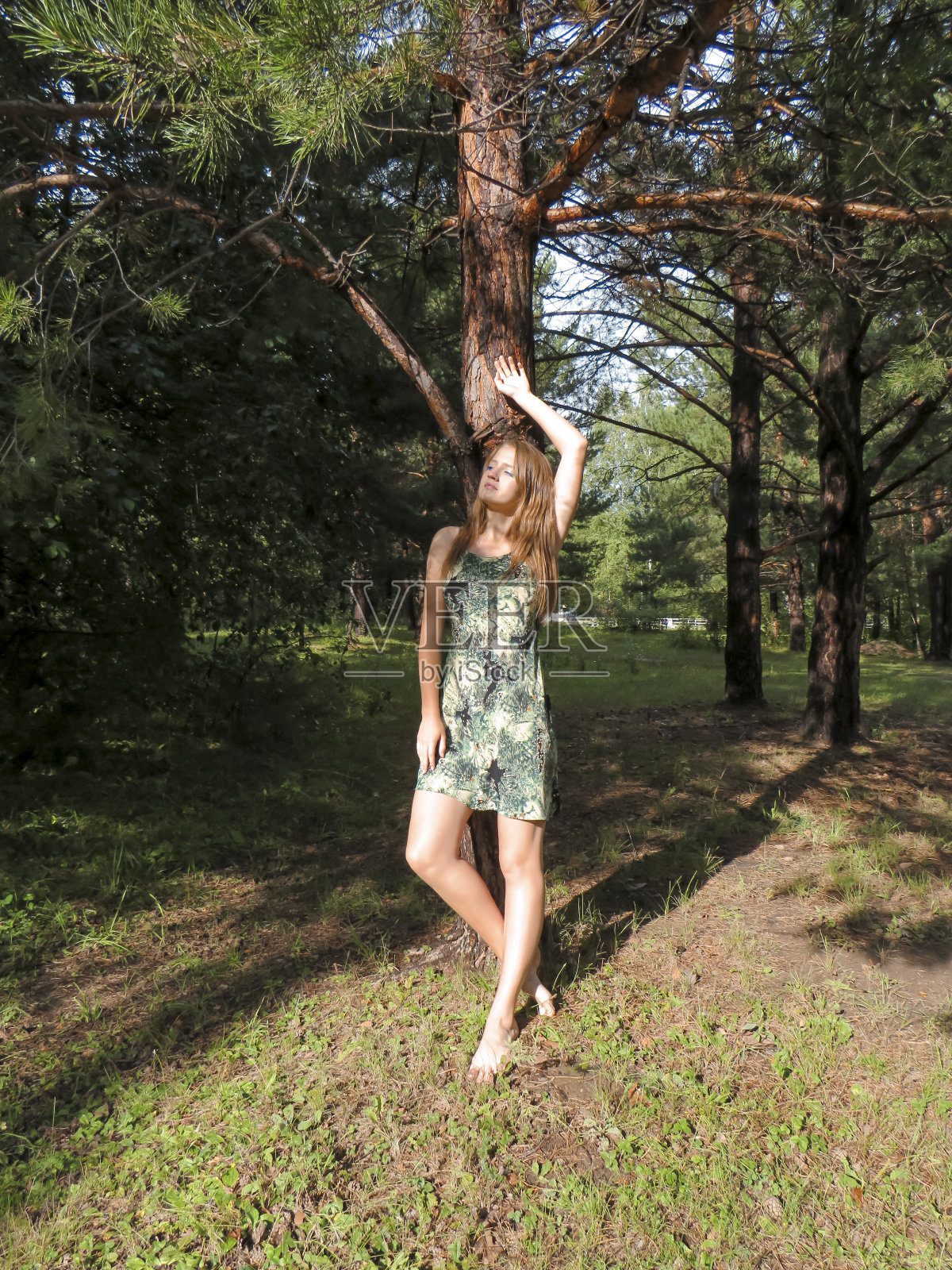 年轻的红发美丽的女人穿着夏天的短裙在一棵松树的树干在一个夏天的阳光明媚的日子在一个针叶林照片摄影图片