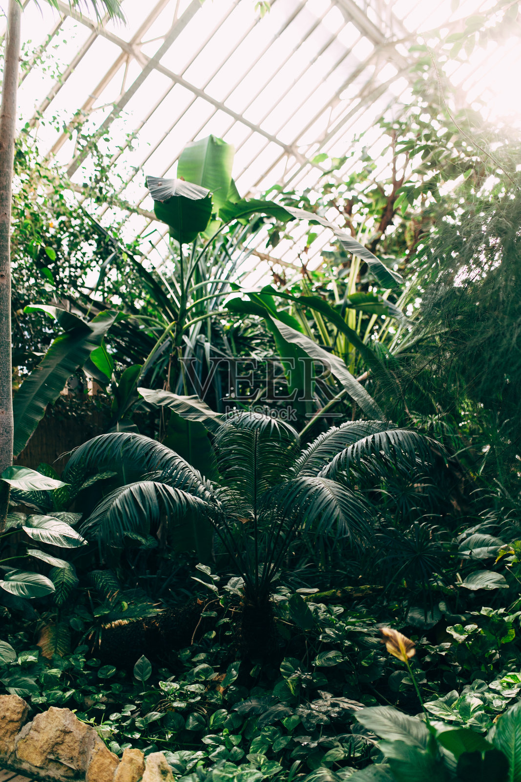 有热带植物的温室。香蕉树，怪兽，棕榈树。阳光照片摄影图片