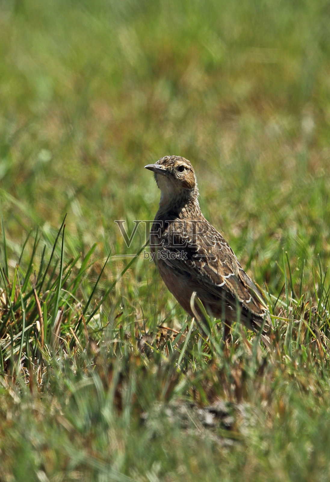Spike-heeled云雀照片摄影图片
