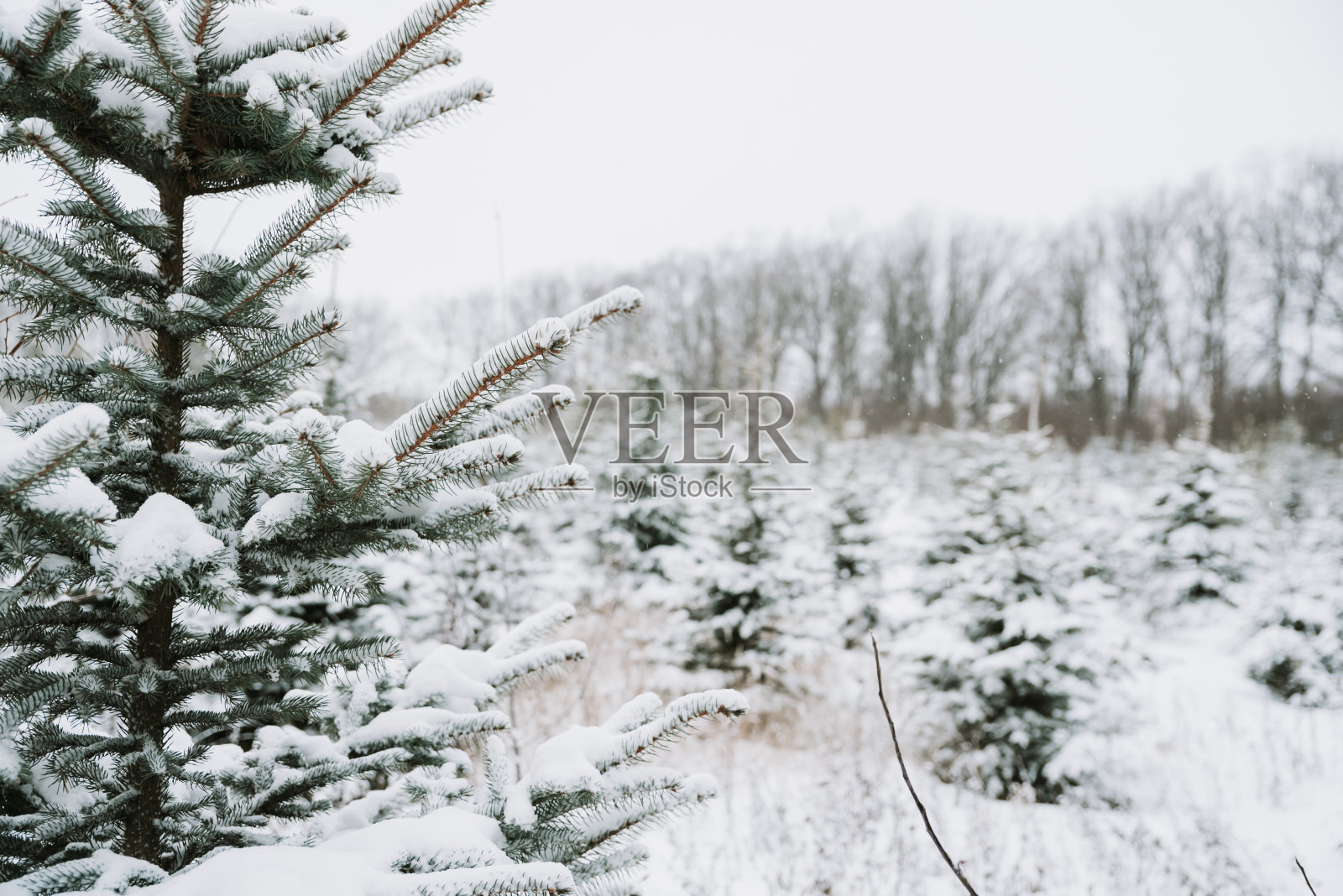 云杉枝与雪帽特写照片摄影图片