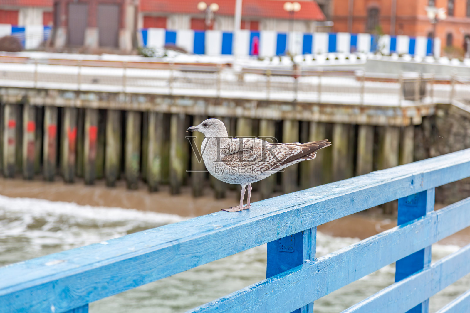 蓝色木栏杆上的海鸥照片摄影图片