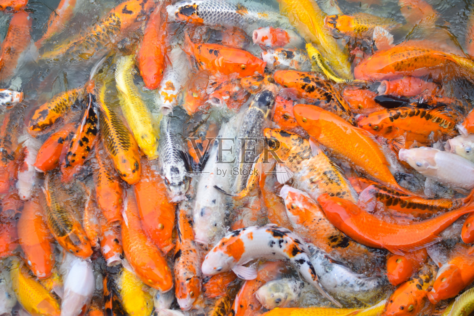 五彩斑斓的锦鲤。鲤鱼鱼照片摄影图片