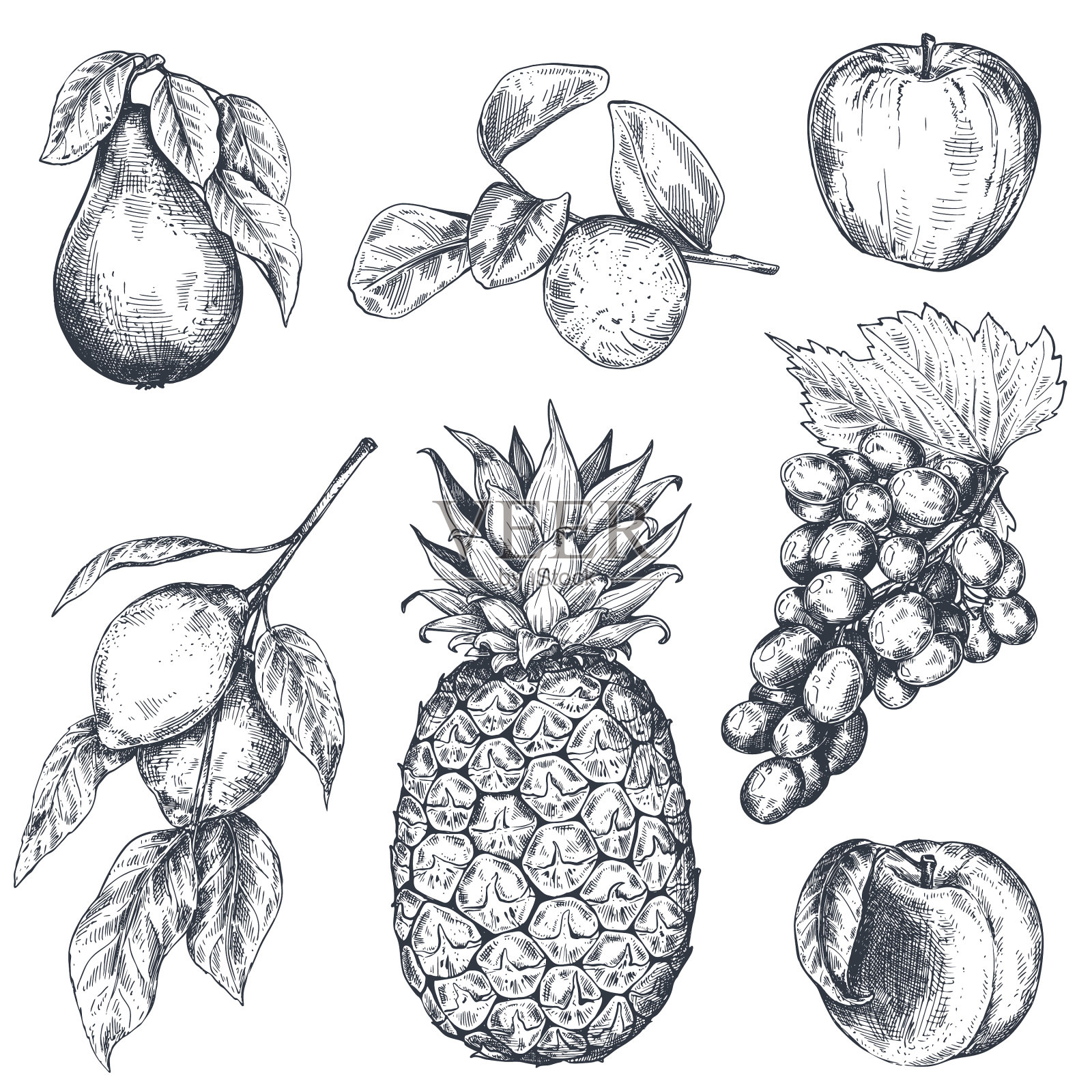 设置手绘新鲜水果素描风格插画图片素材