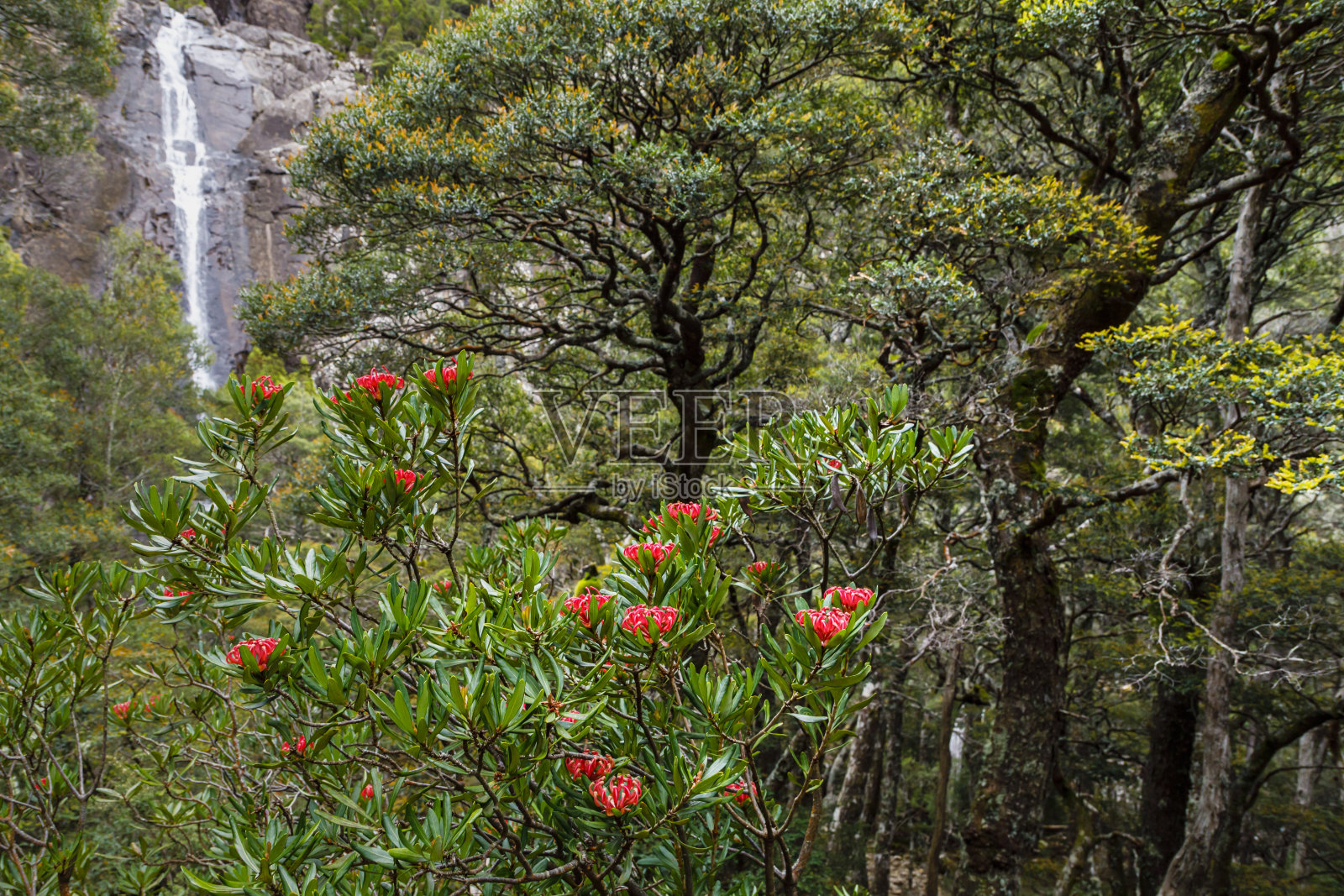 徒步游览蜿蜒的瀑布(带着塔斯马尼亚的瓦拉塔花)是塔斯马尼亚60条短途步行路线之一照片摄影图片