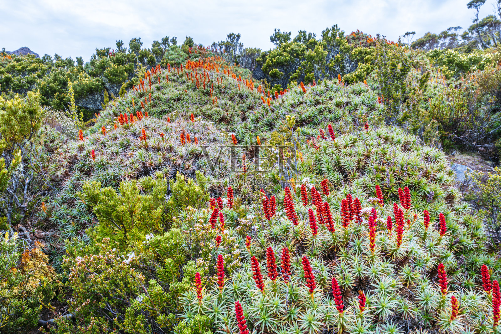 塔斯马尼亚的蜜树，金雀花，在上游曲流谷照片摄影图片