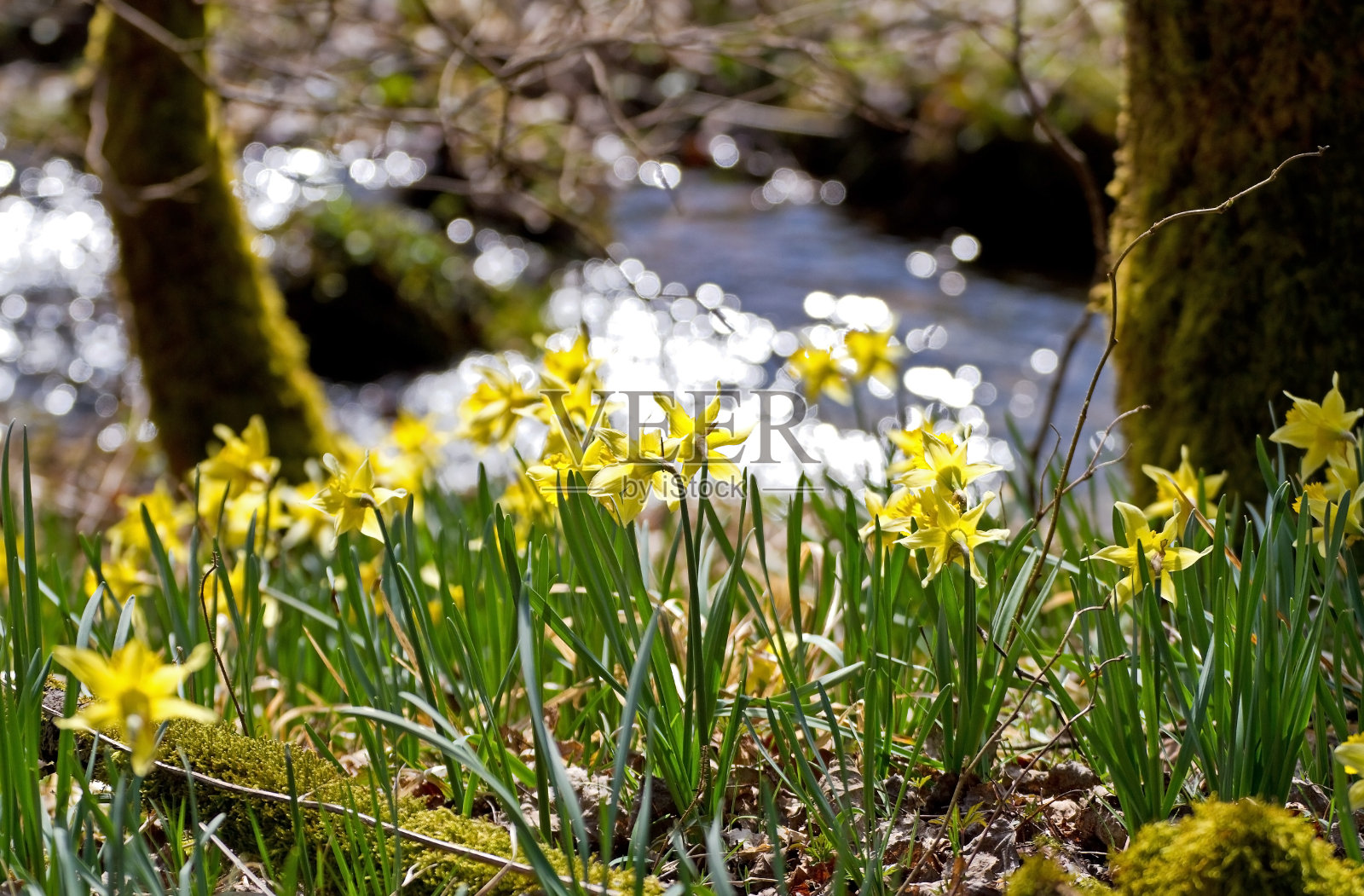 艾菲尔国家公园的水仙花路线照片摄影图片