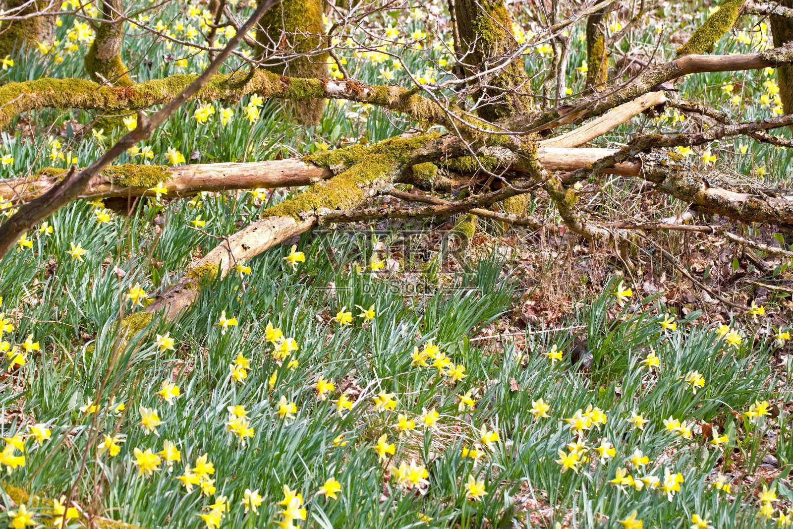 艾菲尔国家公园的水仙花路线照片摄影图片