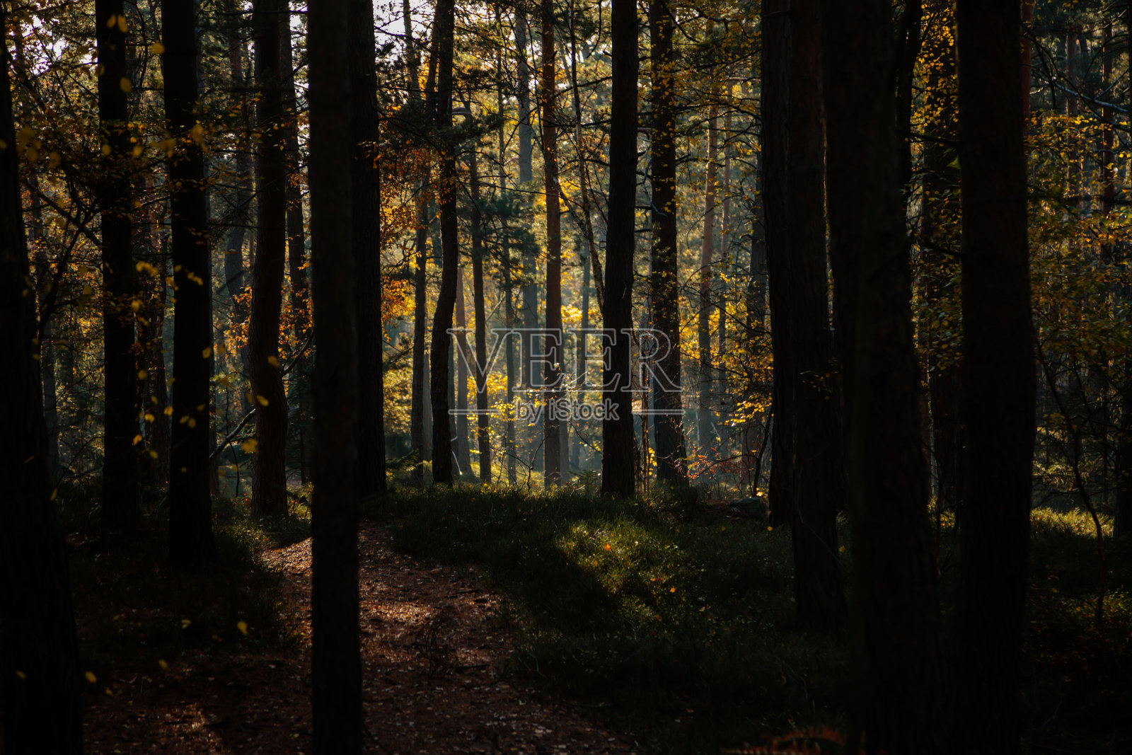 秋天的森林。阳光在树枝上嬉戏，阳光透过整个森林，漫步在树林里。捷克共和国，马拉斯卡拉，波西米亚天堂照片摄影图片