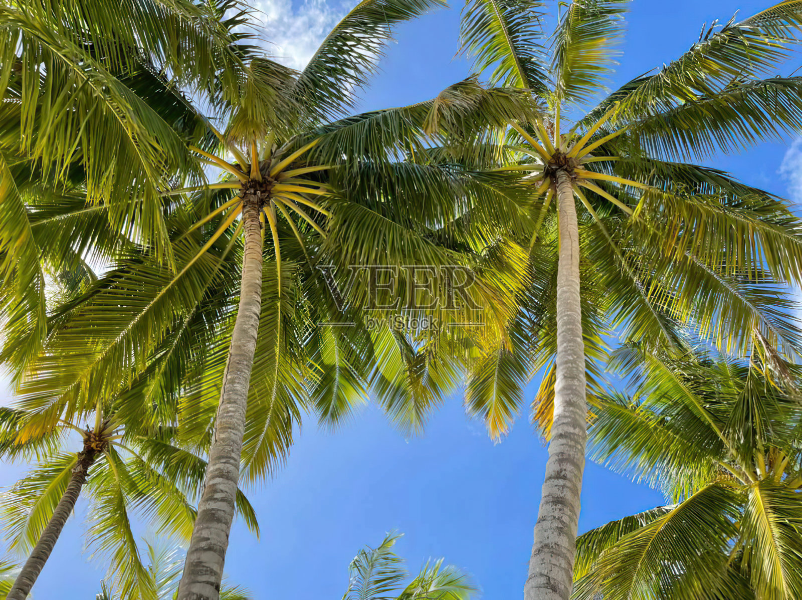 蔚蓝的天空下，海边的热带棕榈树。清新的空气和温暖的天气照片摄影图片