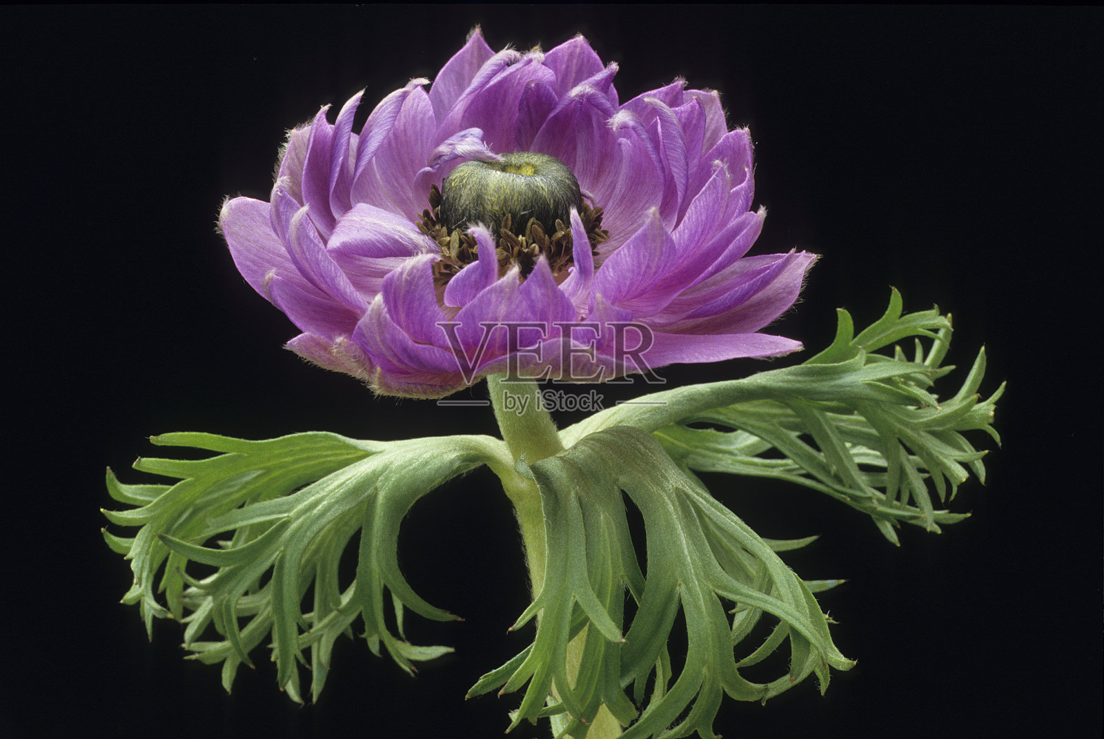 银莲花照片摄影图片