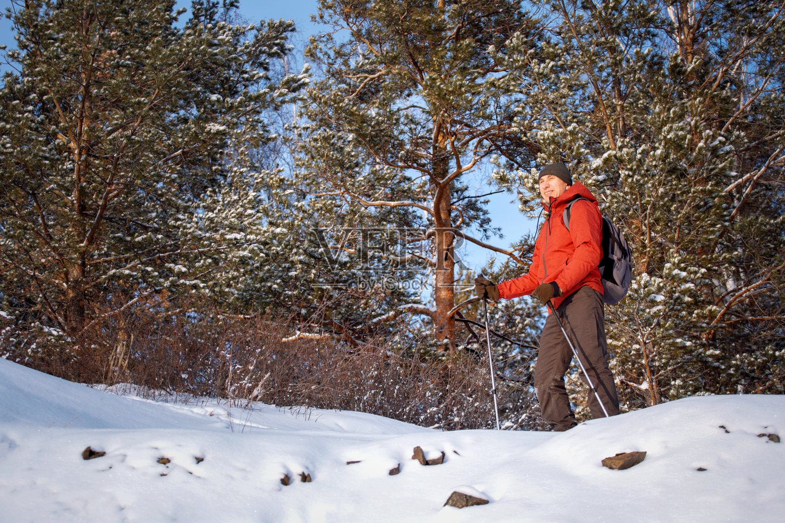 一个北欧人走过白雪覆盖的森林。山区冬季旅游。照片摄影图片