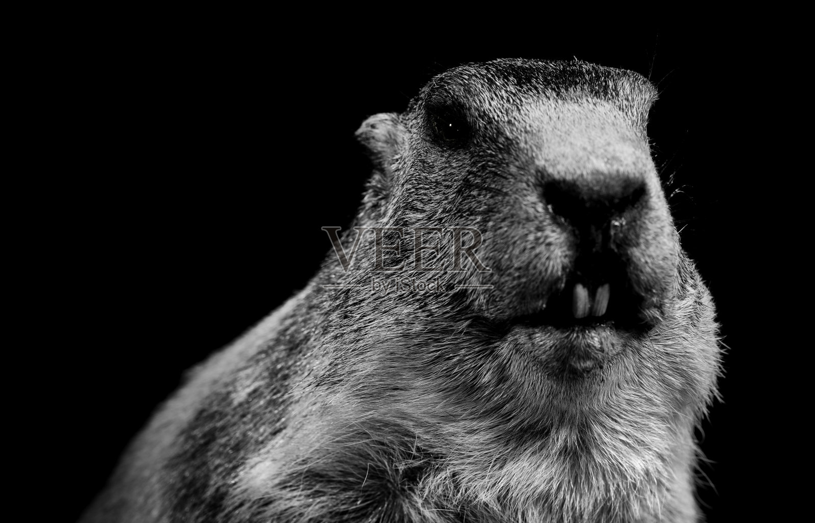 土拨鼠照片摄影图片