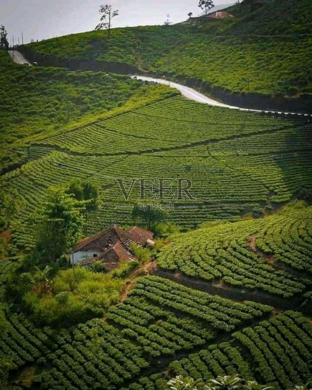 茶园看起来很美照片摄影图片
