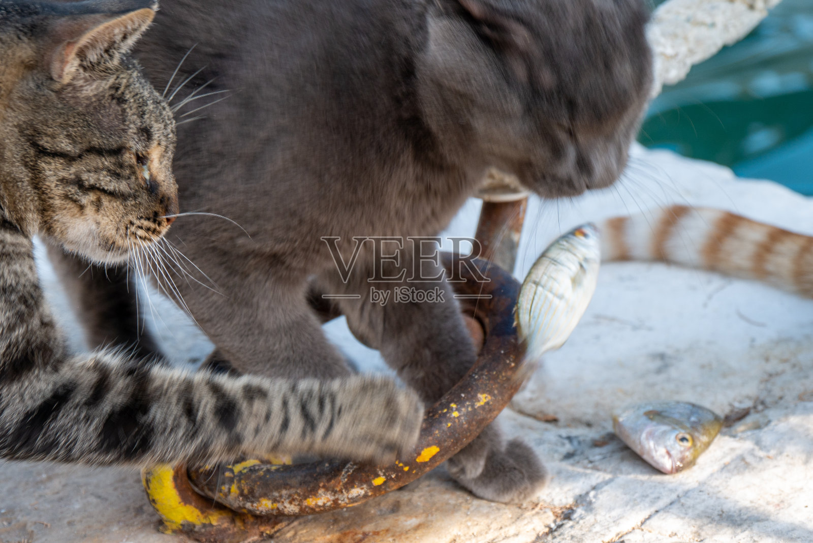 猫在港口照片摄影图片