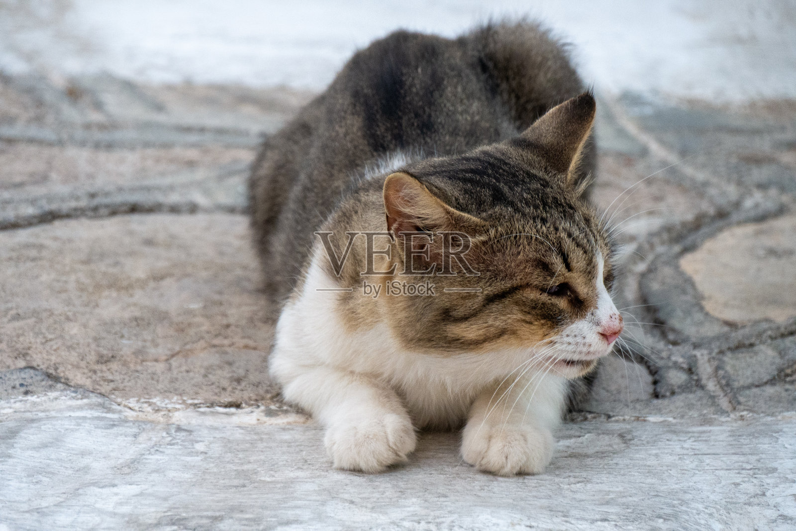 猫在港口照片摄影图片