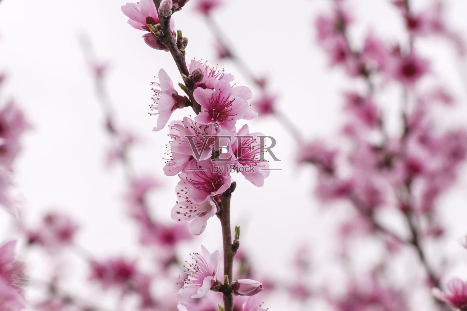桃树开花照片摄影图片