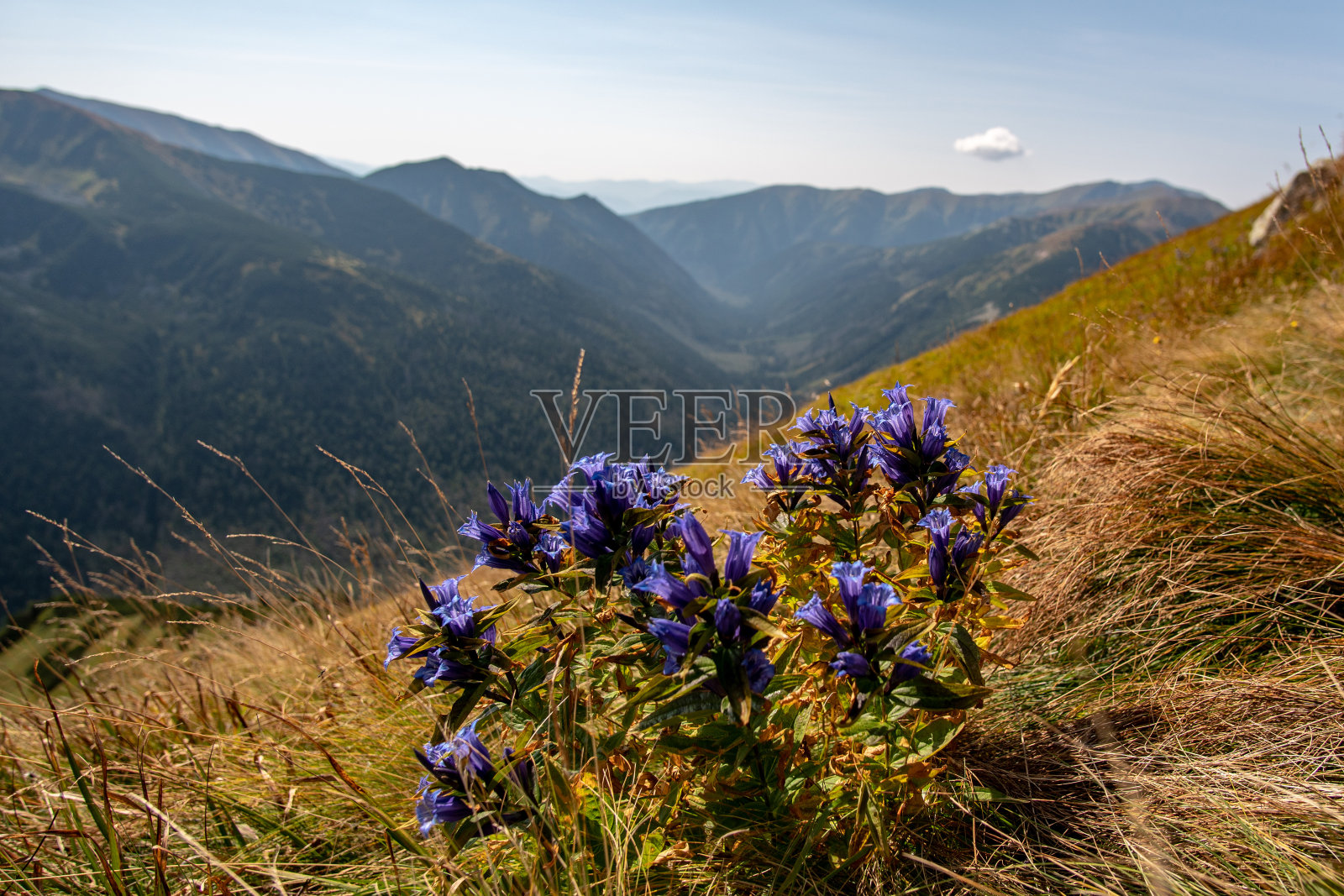 波兰南部高塔特拉山脉的蓝色花朵。照片摄影图片