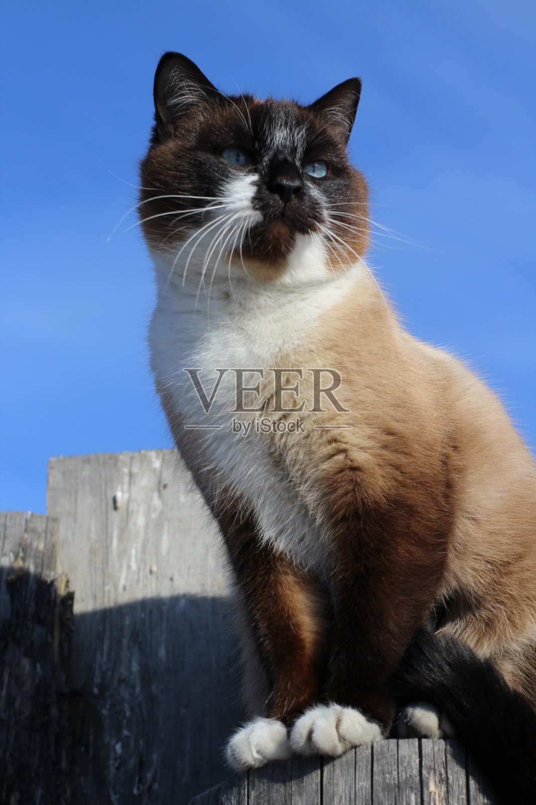蓝色眼睛的泰国暹罗猫在晴朗的天空下的木制村庄篱笆柱上。可爱的小猫好奇地环顾四周照片摄影图片