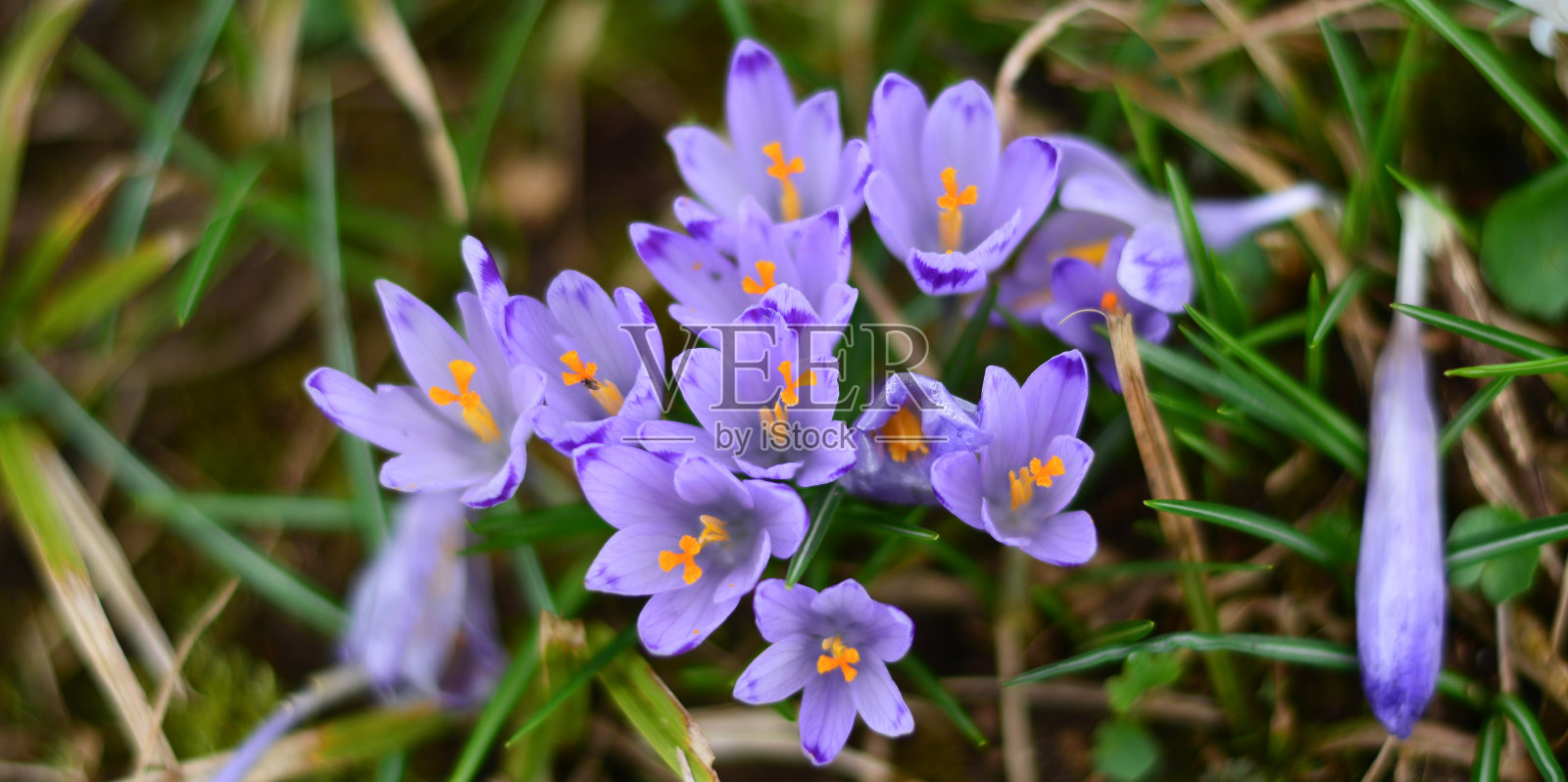 春天的草地上鲜花盛开照片摄影图片