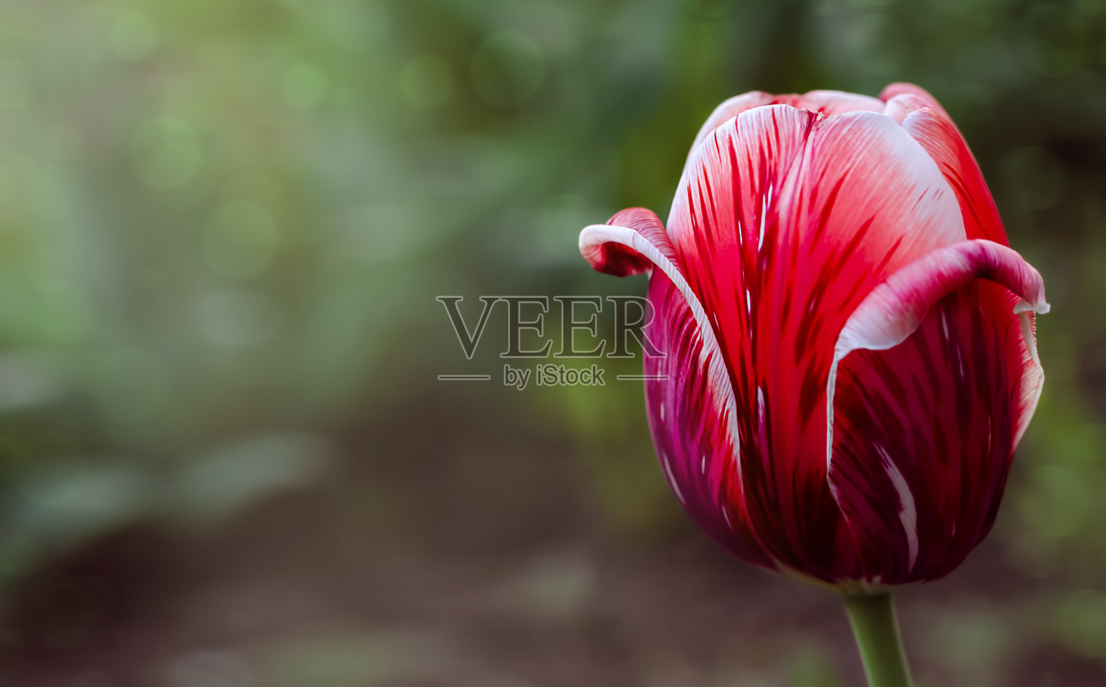 红色郁金香在模糊的绿色背景上照片摄影图片