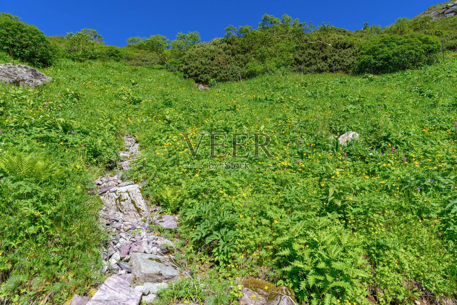 Kitadake山的高山植物花田照片摄影图片