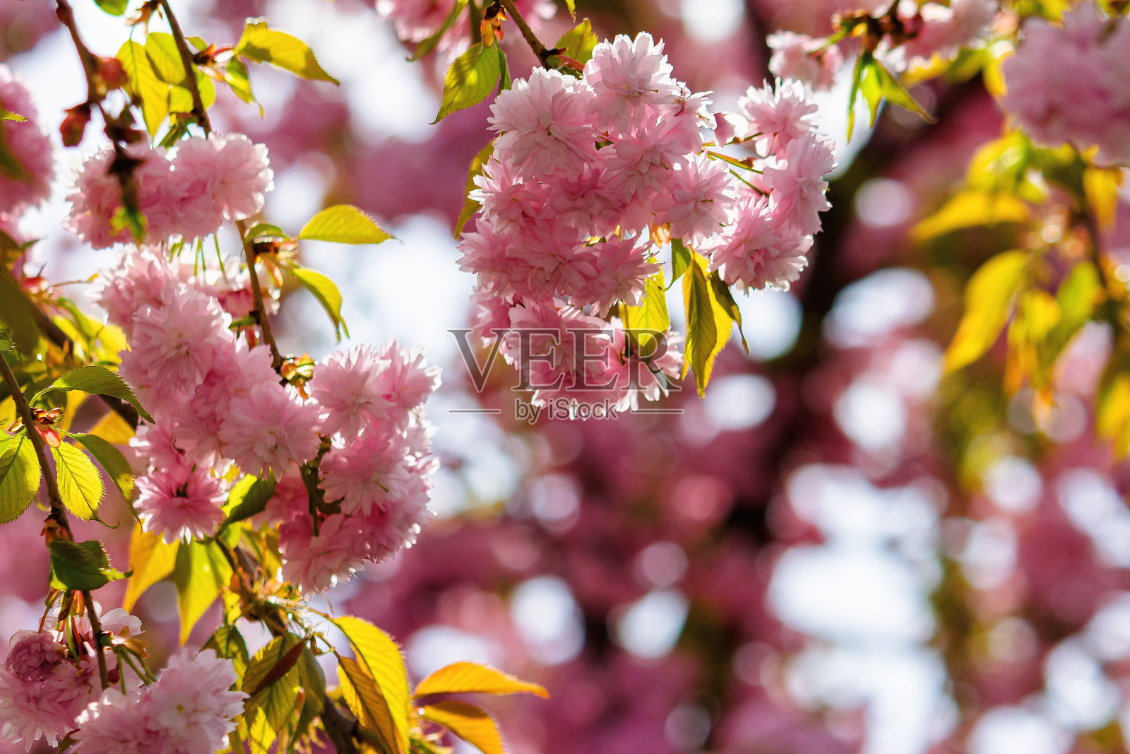 粉红色的樱花特写照片摄影图片