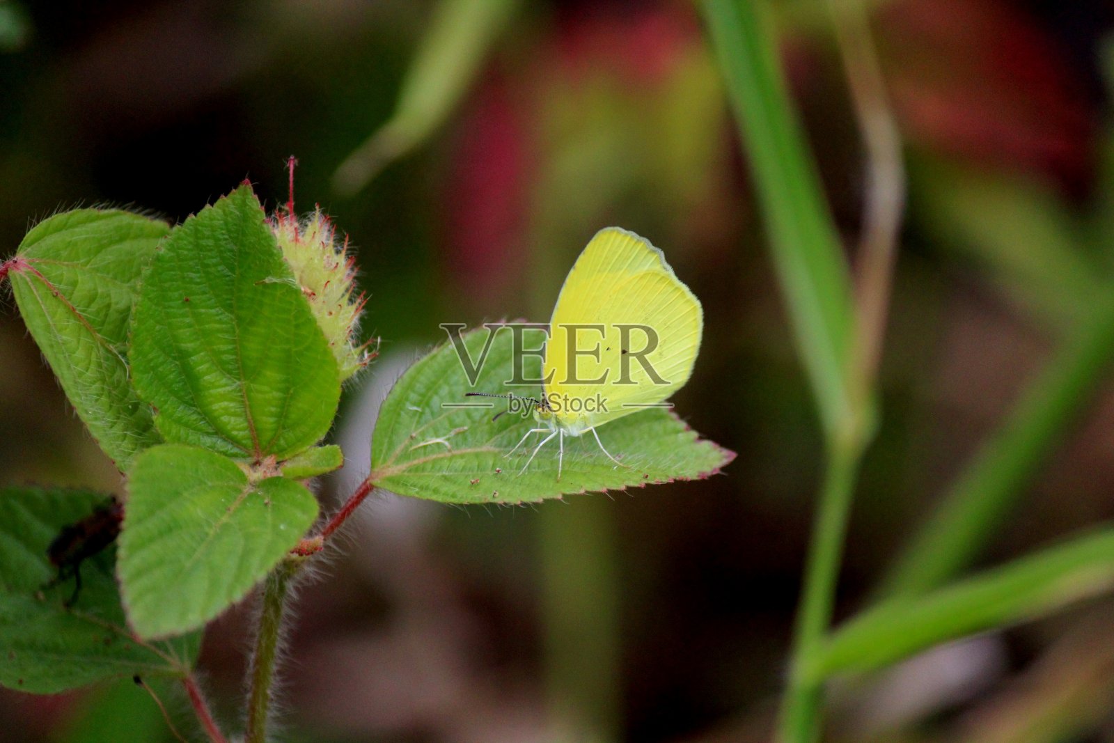蝴蝶属昆虫照片摄影图片