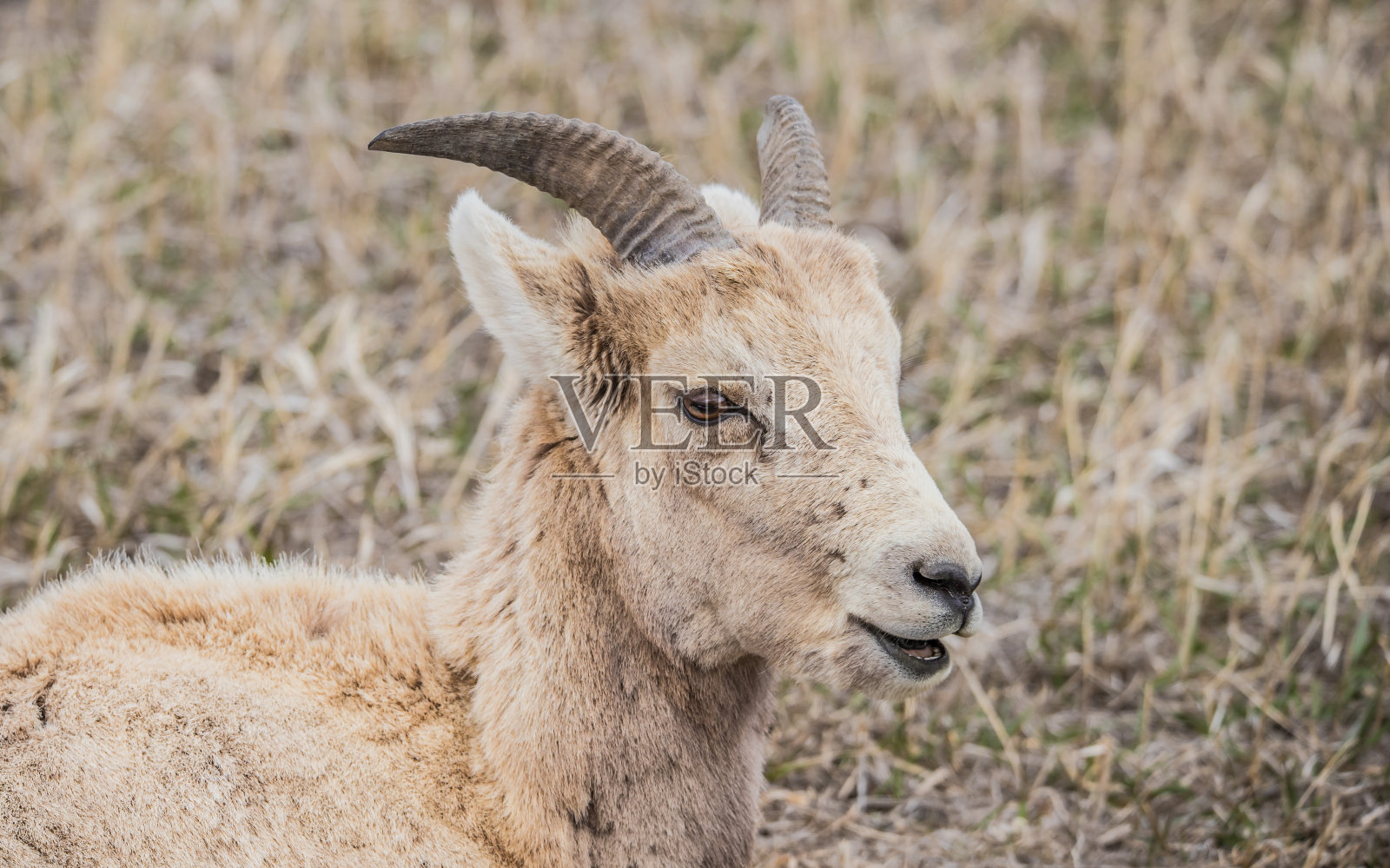 草地上的大角羊照片摄影图片
