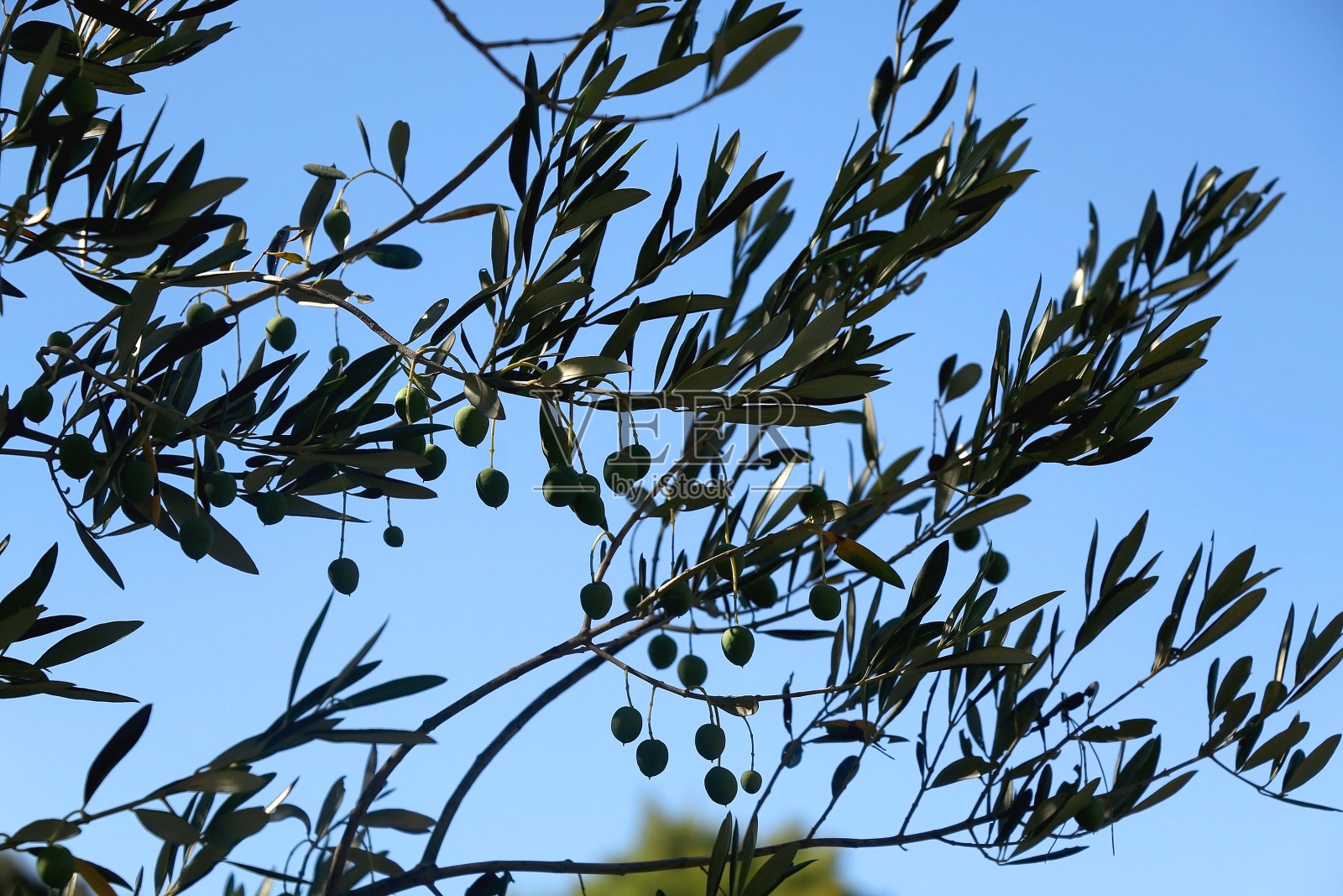 橄榄树照片摄影图片
