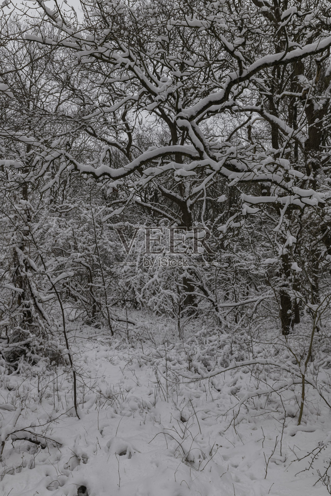 荷兰的森林里冬天下雪照片摄影图片