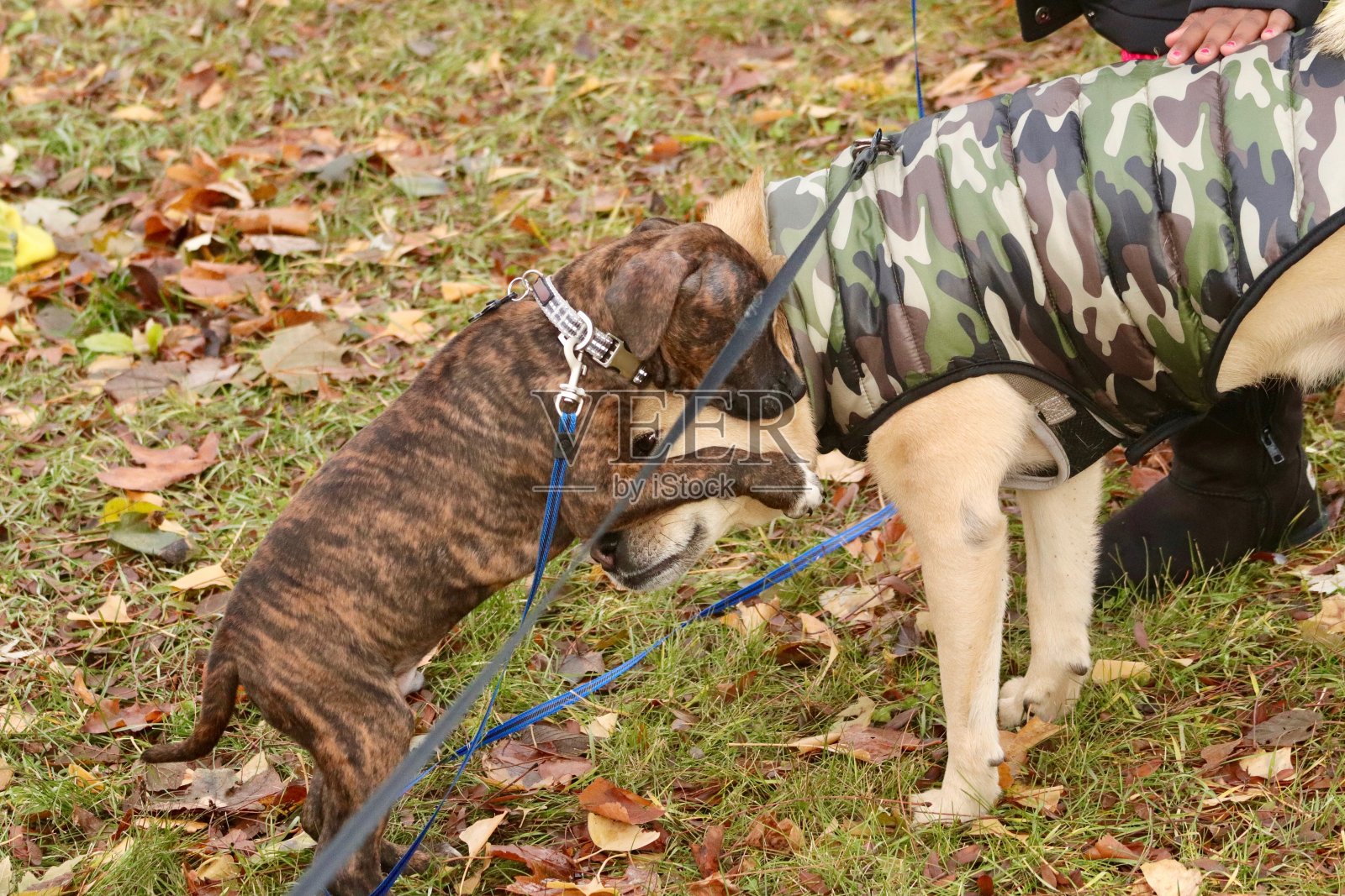 噢，让我们年轻照片摄影图片