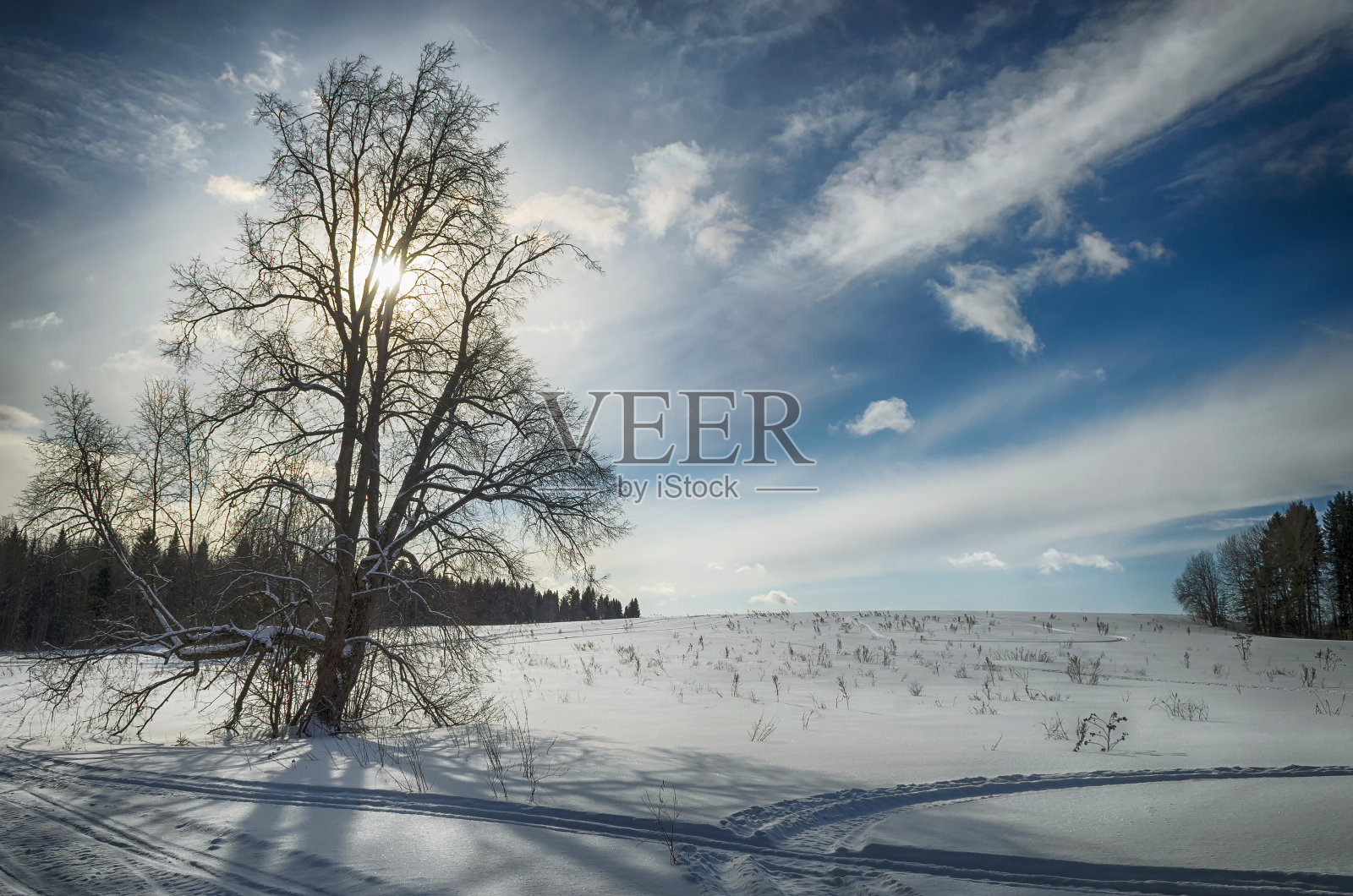 风景冬季白雪皑皑的森林，阳光透过树枝。照片摄影图片
