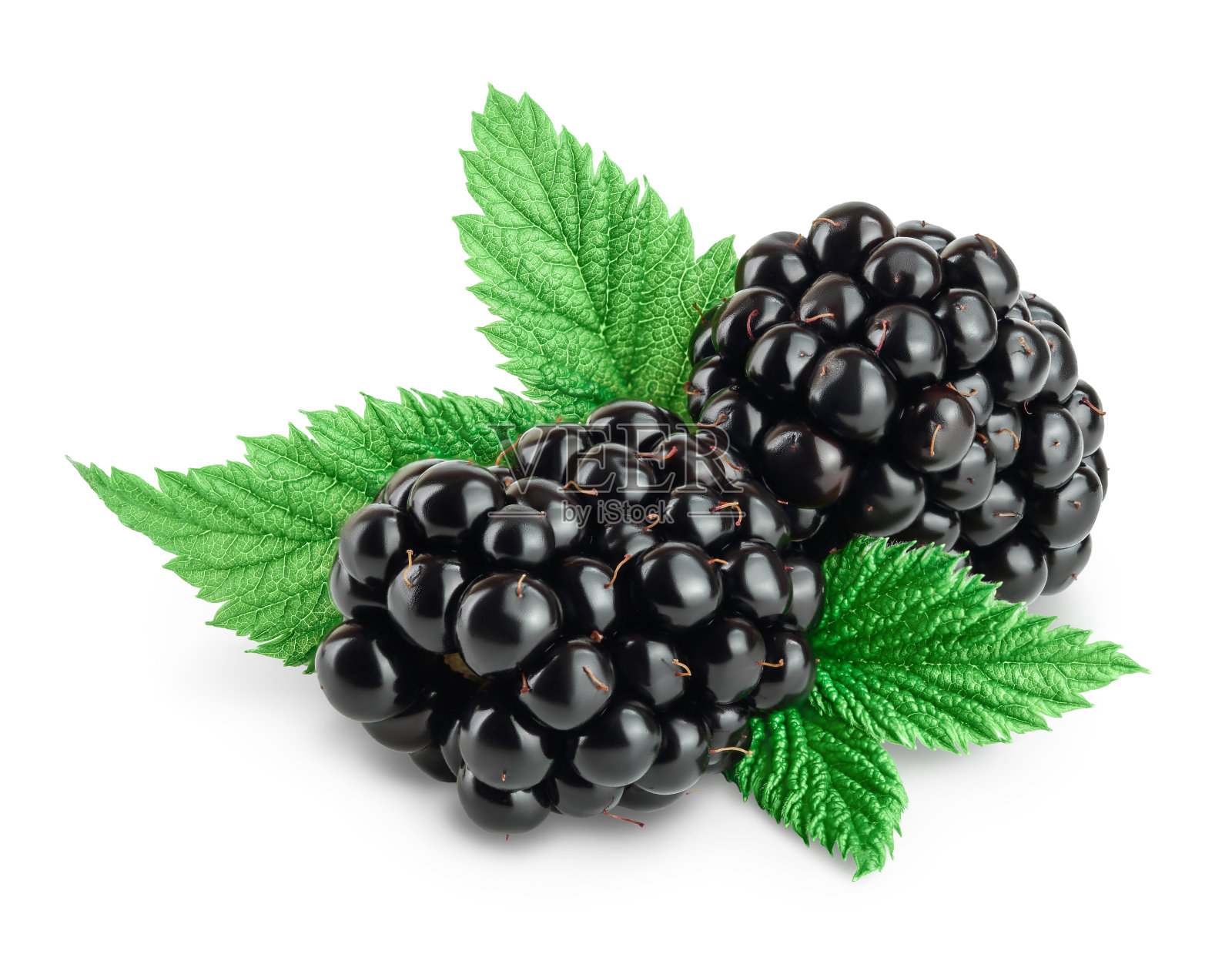 黑莓与叶子孤立的白色背景特写。剪辑路径和全景深照片摄影图片