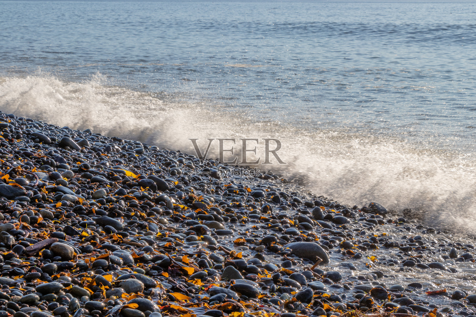 海浪拍打在覆盖海带的岩石海滩上照片摄影图片