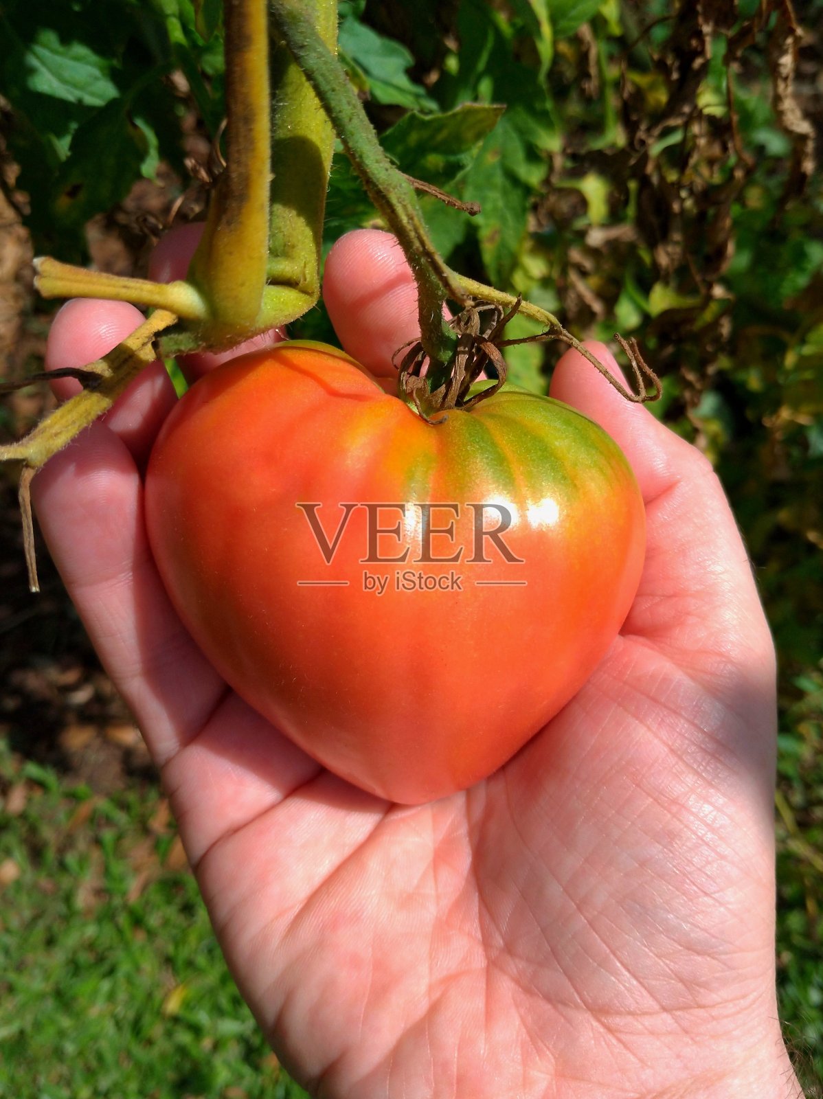 心形的番茄照片摄影图片