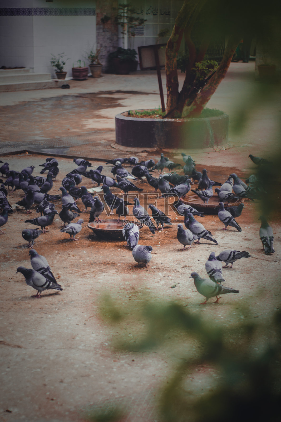 鸽子的照片照片摄影图片