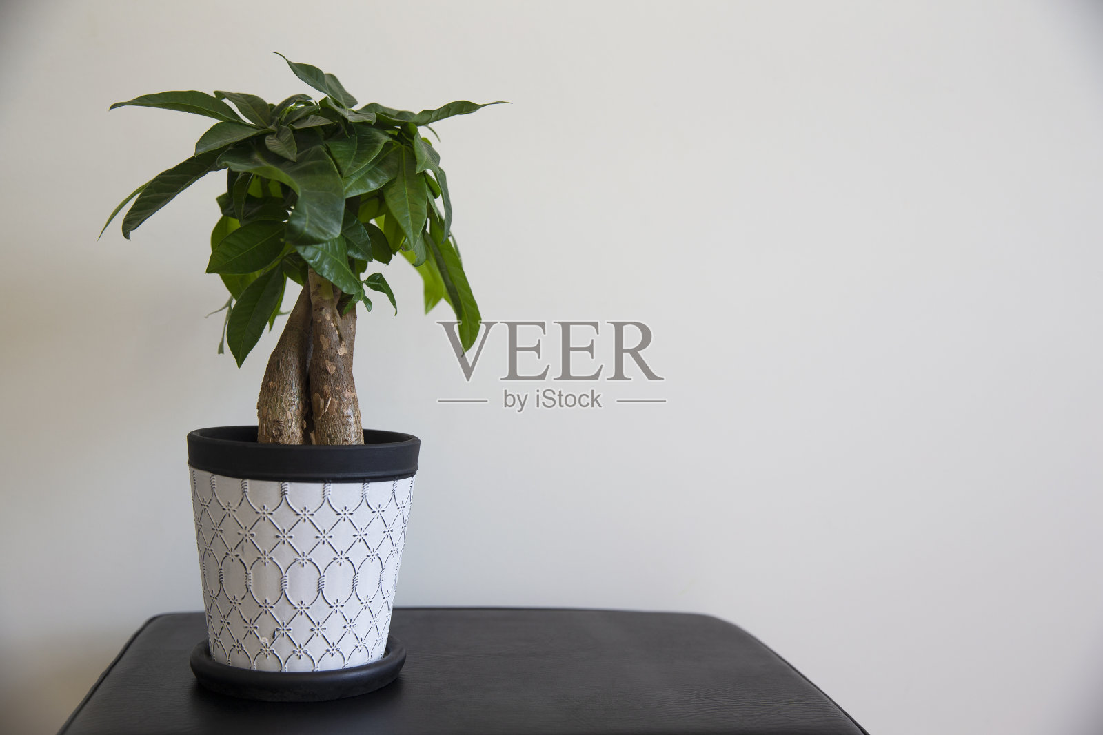 一棵钱树植物与华丽的编织树干在一个白色的模式壶在白色的背景照片摄影图片